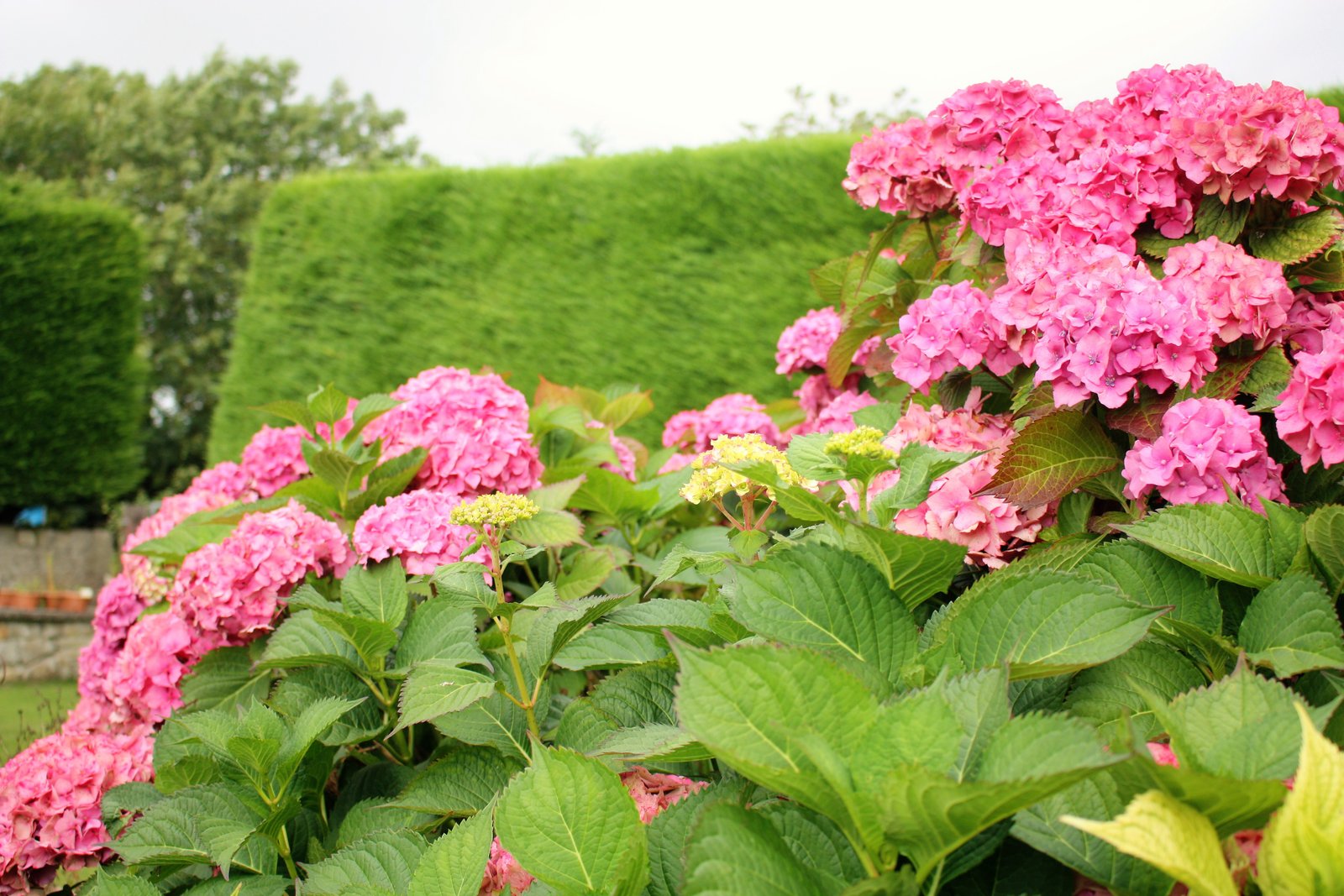 latest-news-meadowdale-garden-services